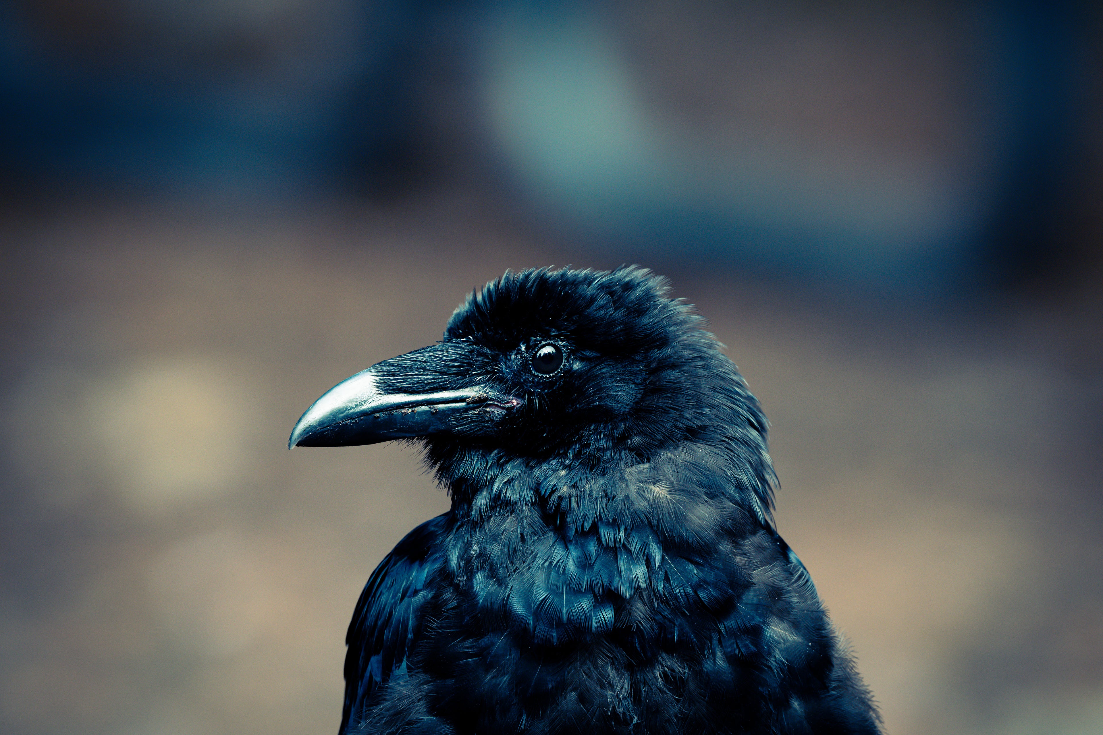 Wildlife