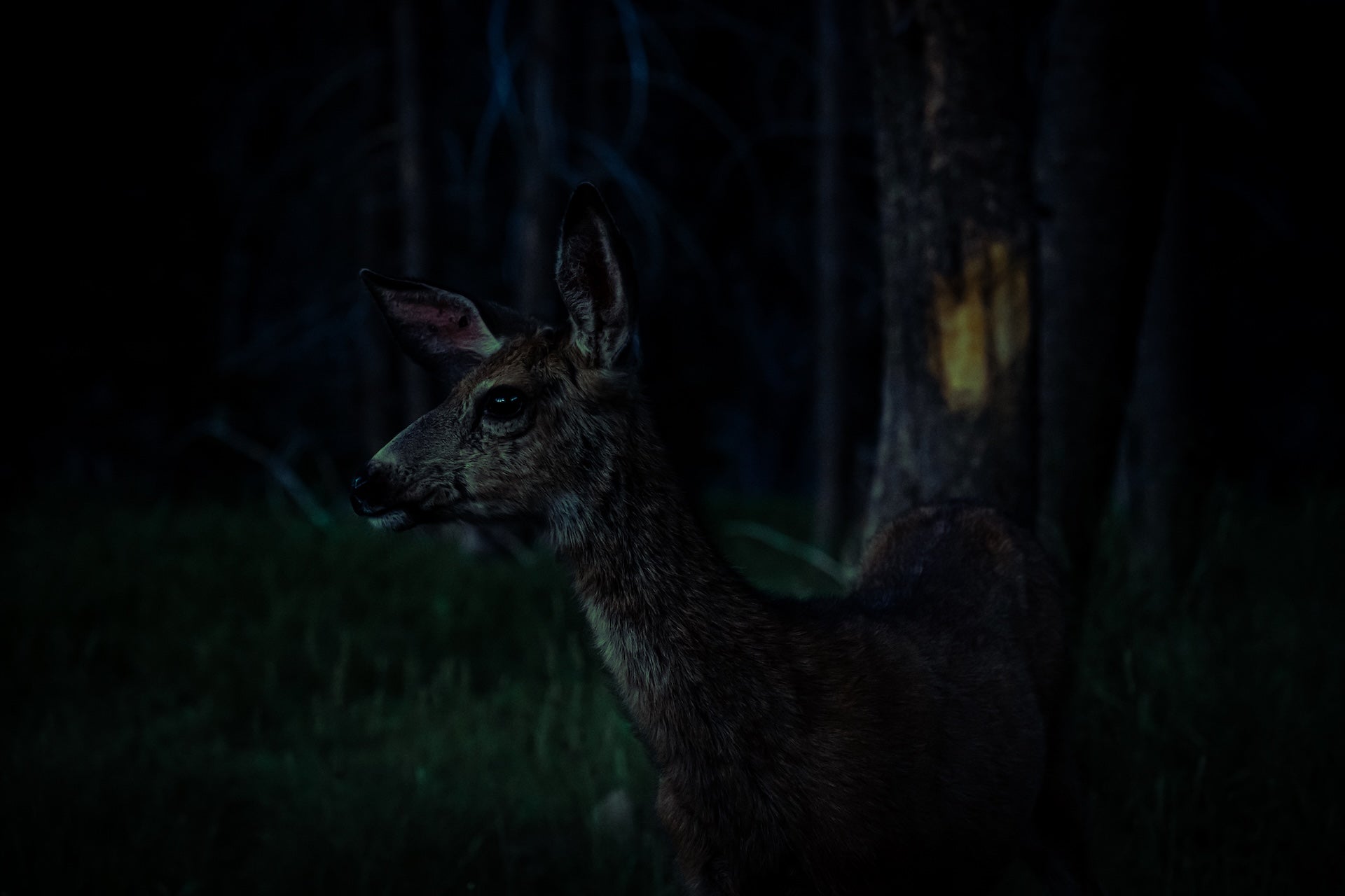 Wildlife