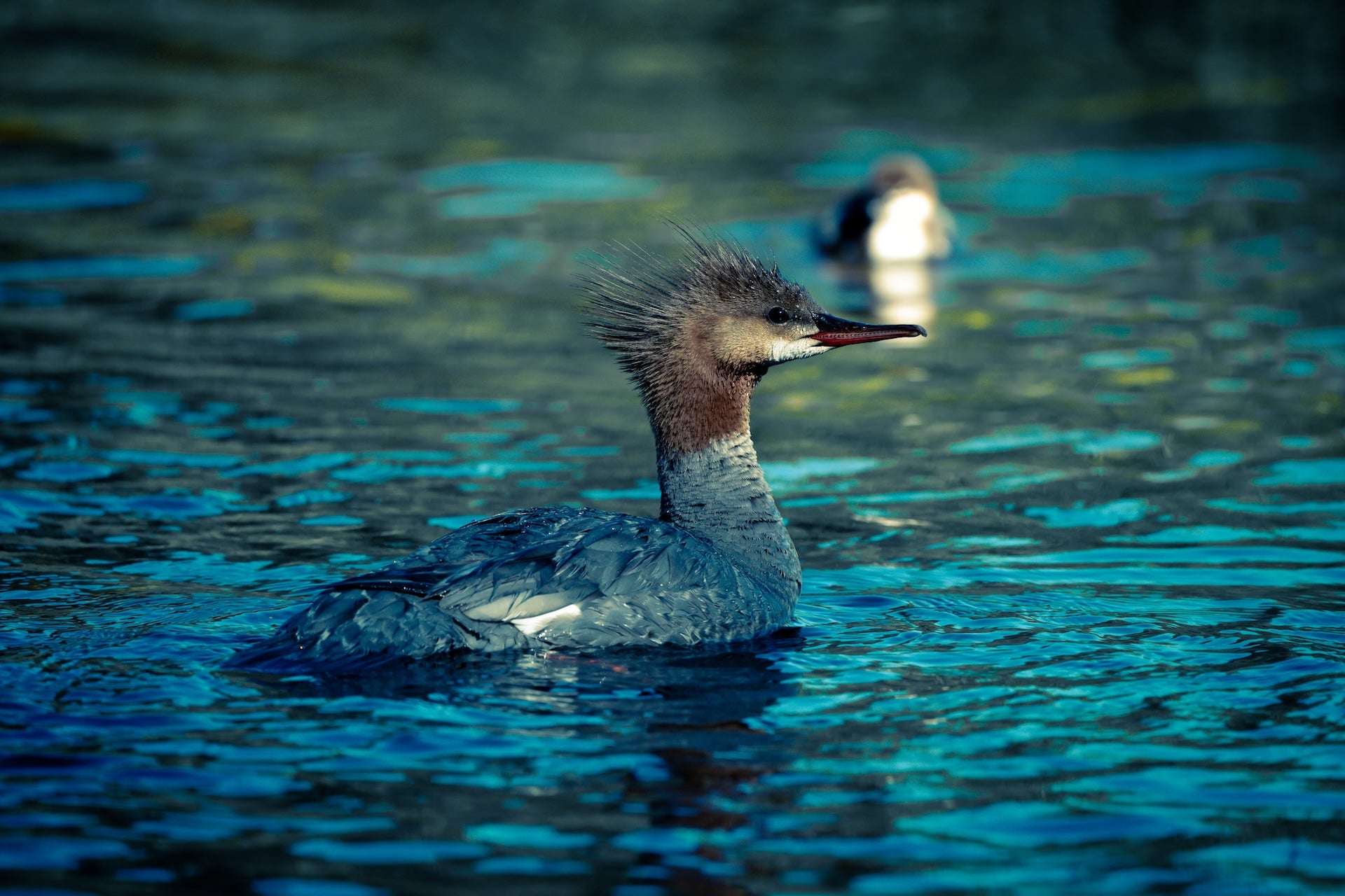 Wildlife