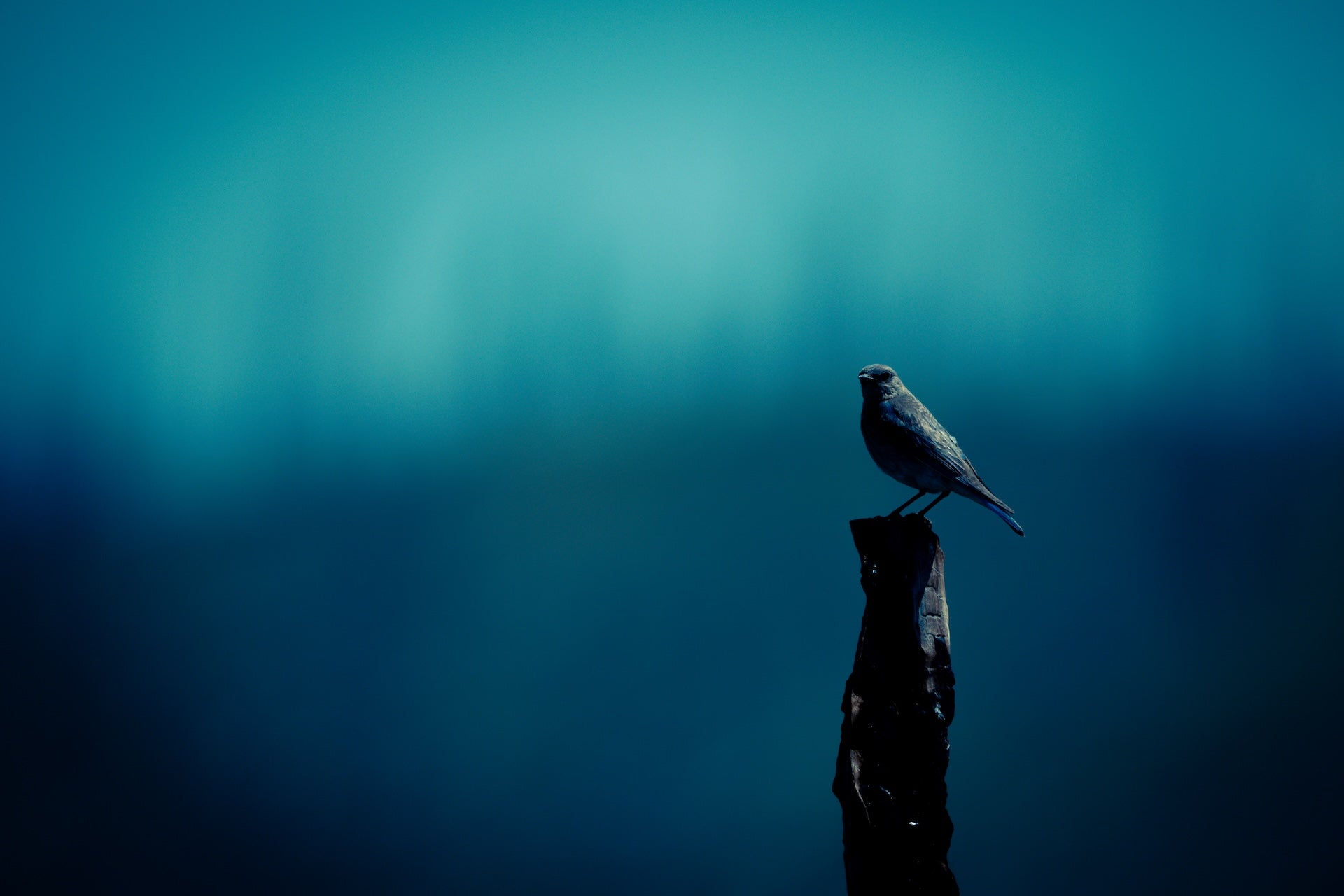 Wildlife