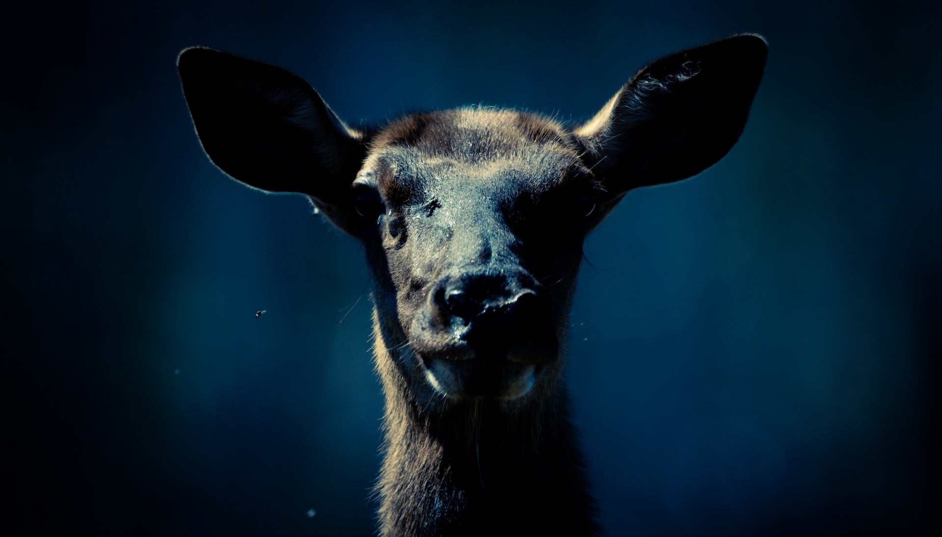 Wildlife