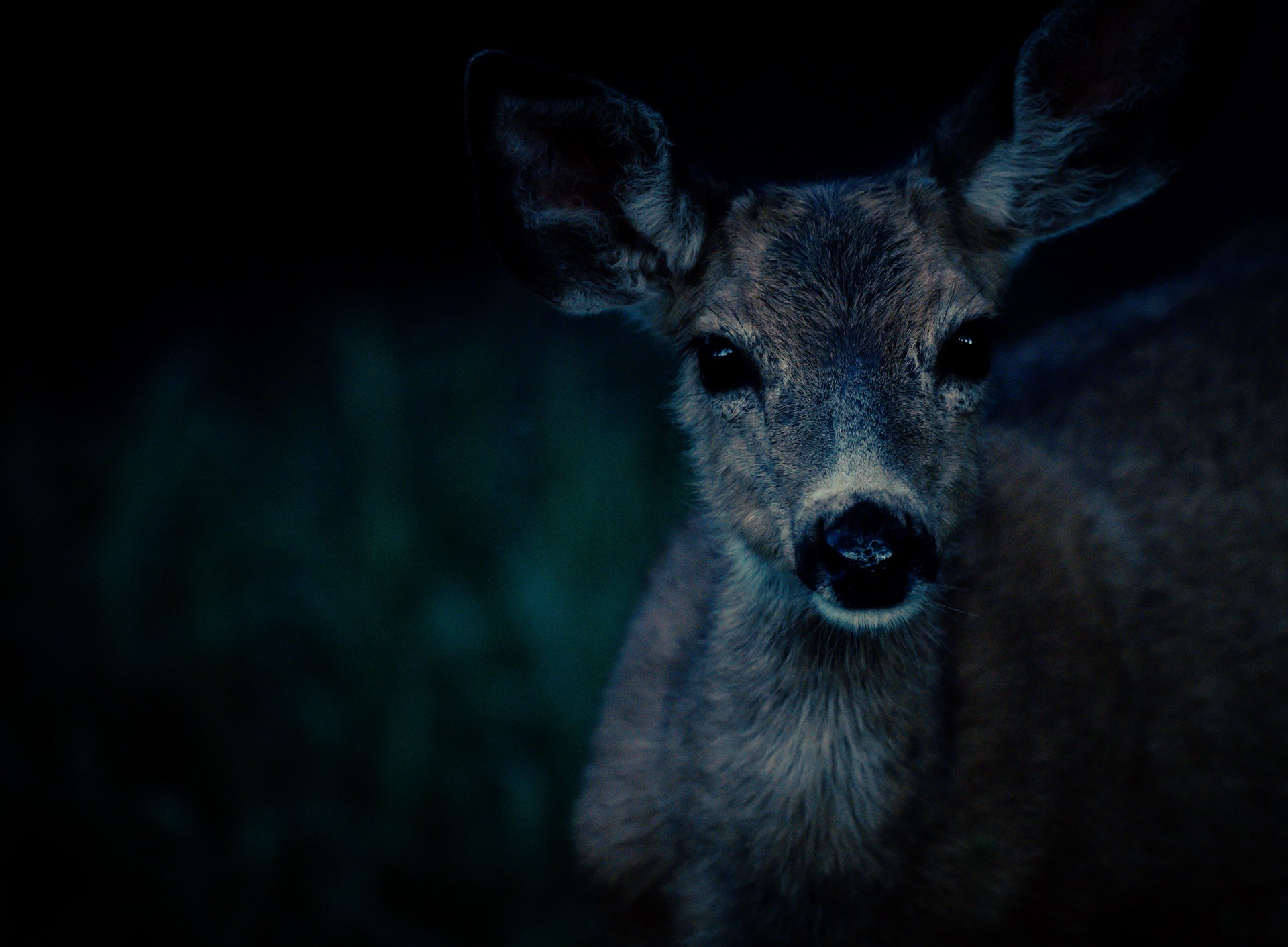 Wildlife