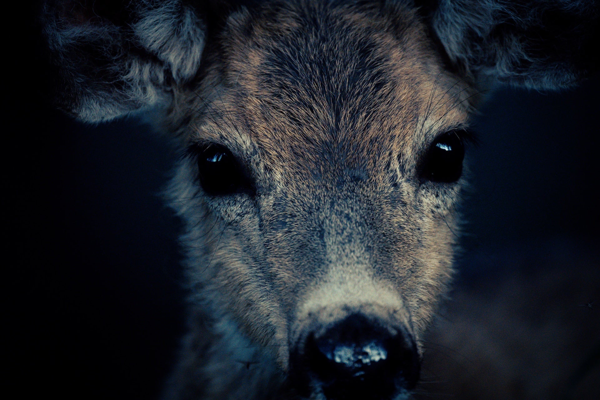Wildlife