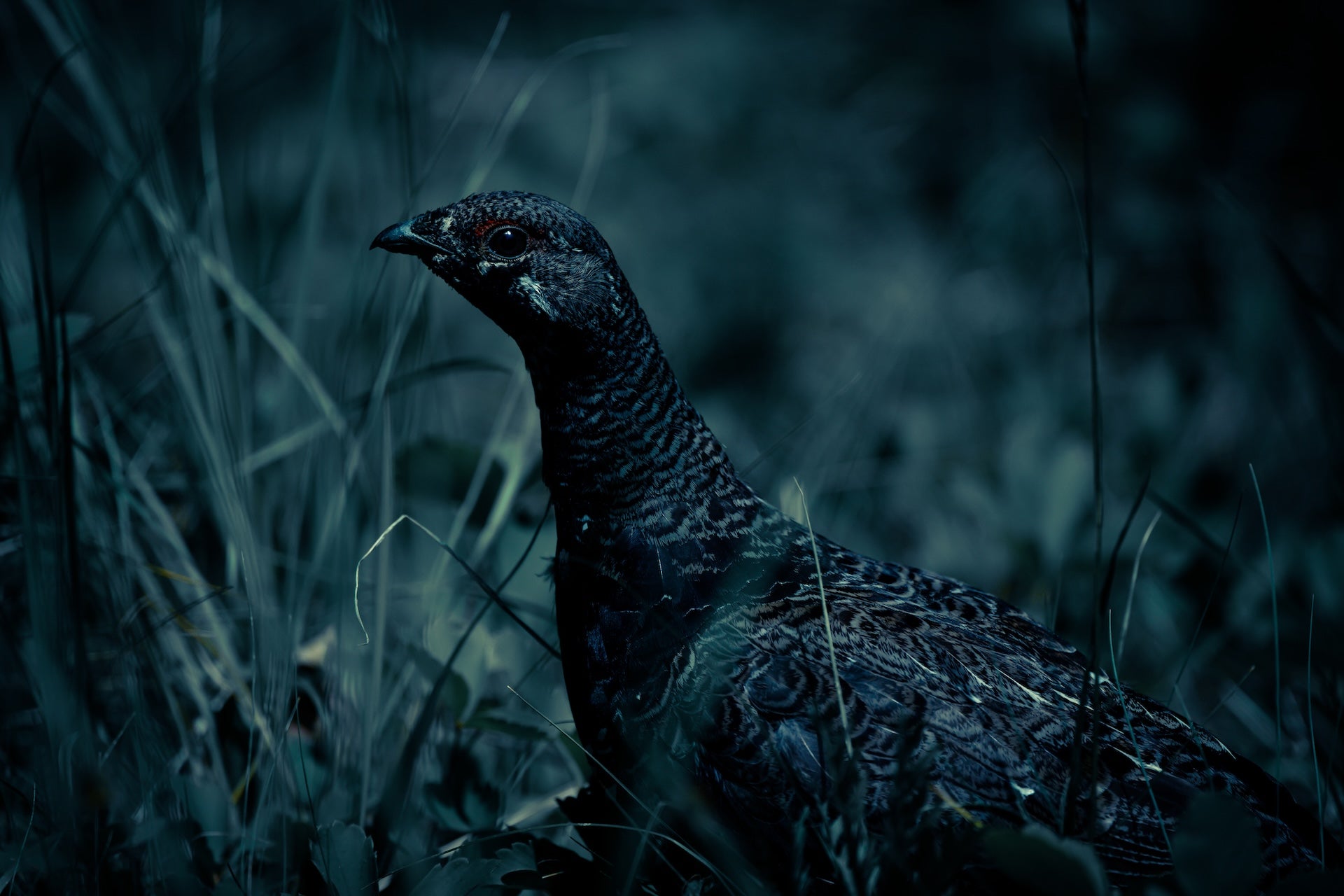Wildlife