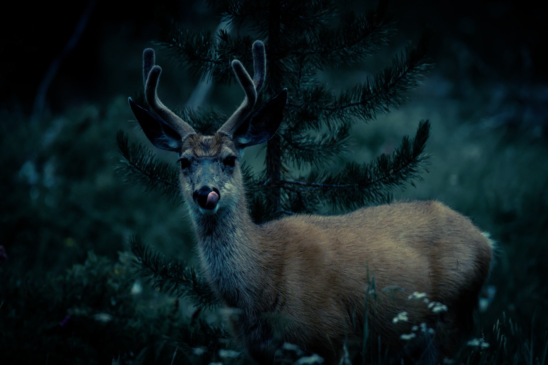 Wildlife