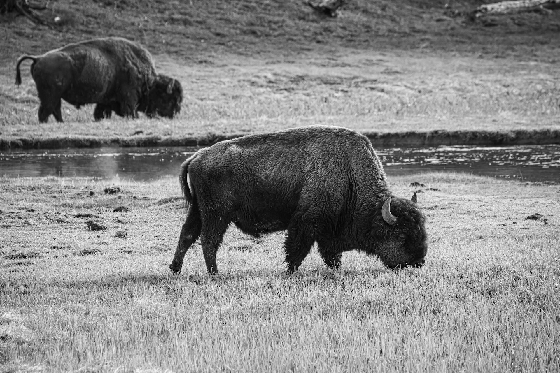 Yellowstone National Park