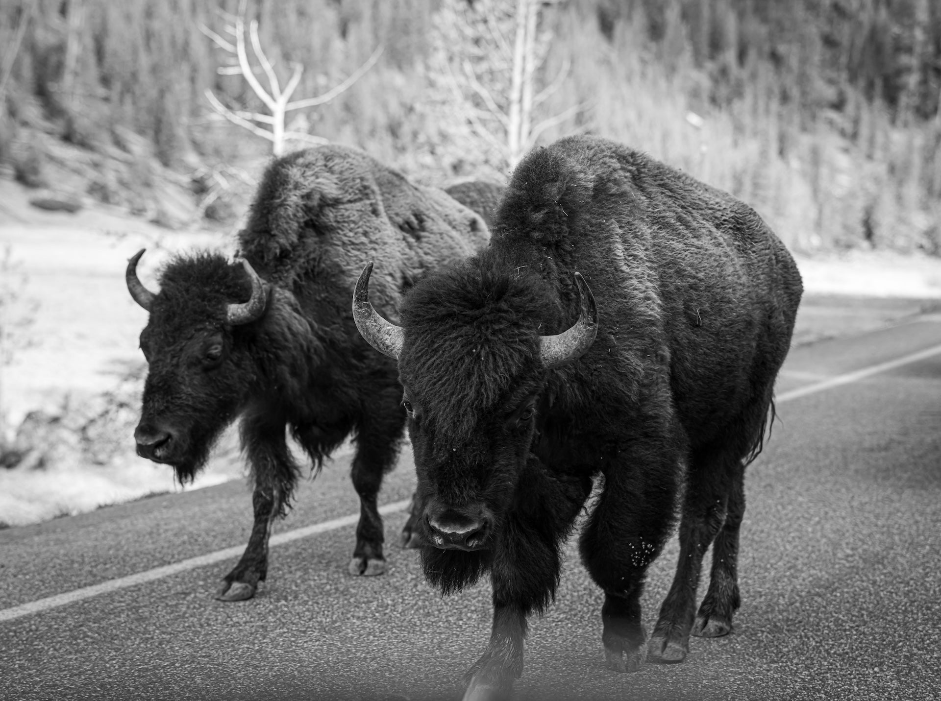 Yellowstone National Park