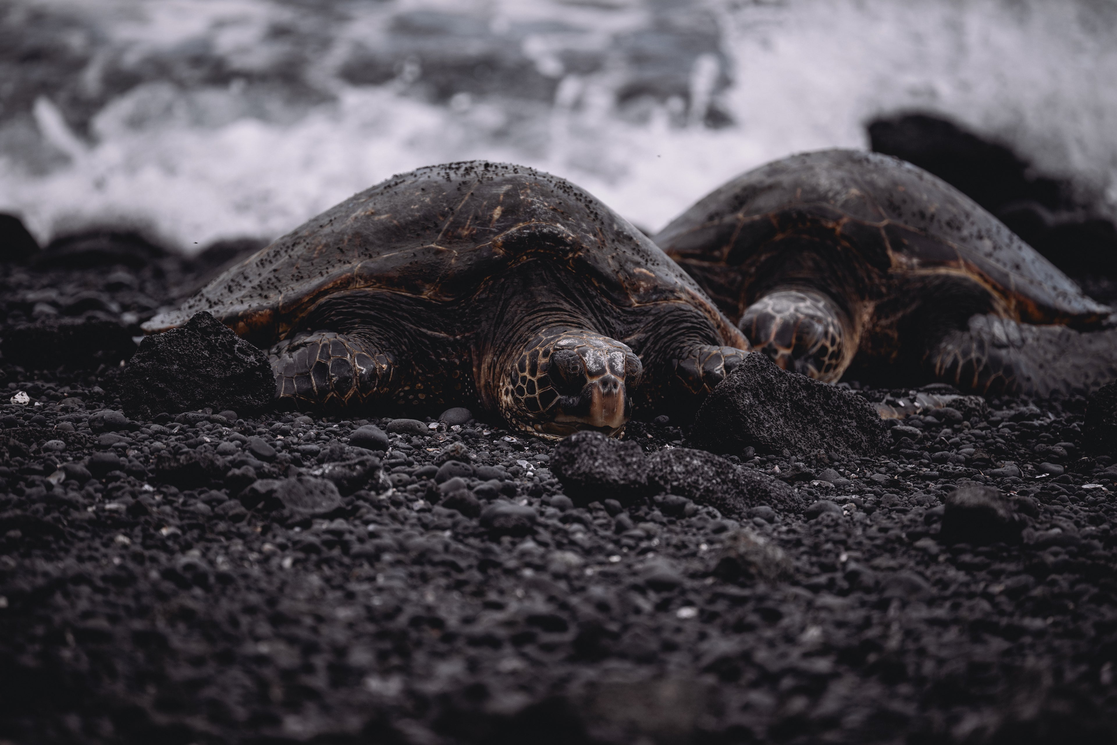 Wildlife