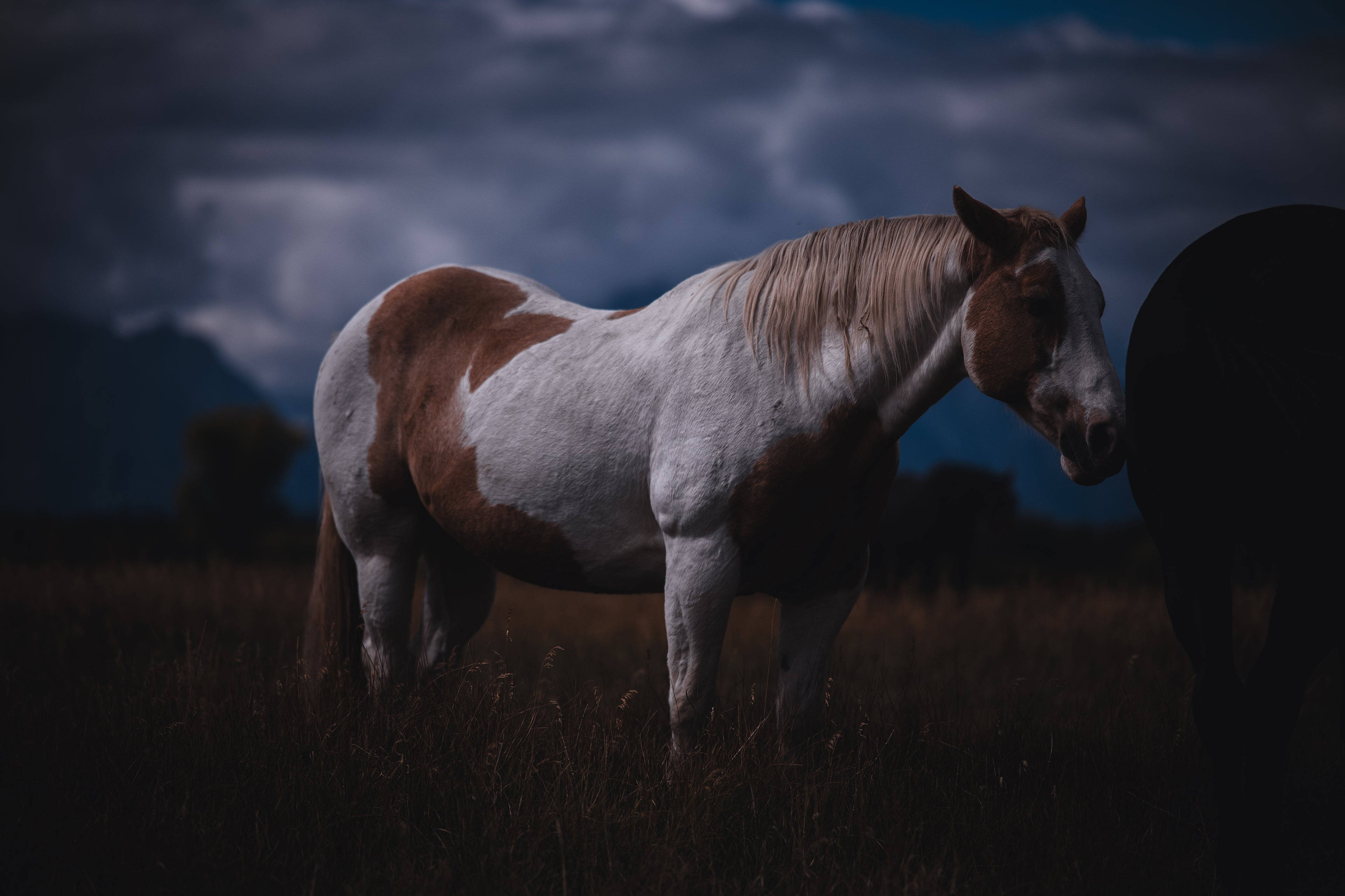Wildlife